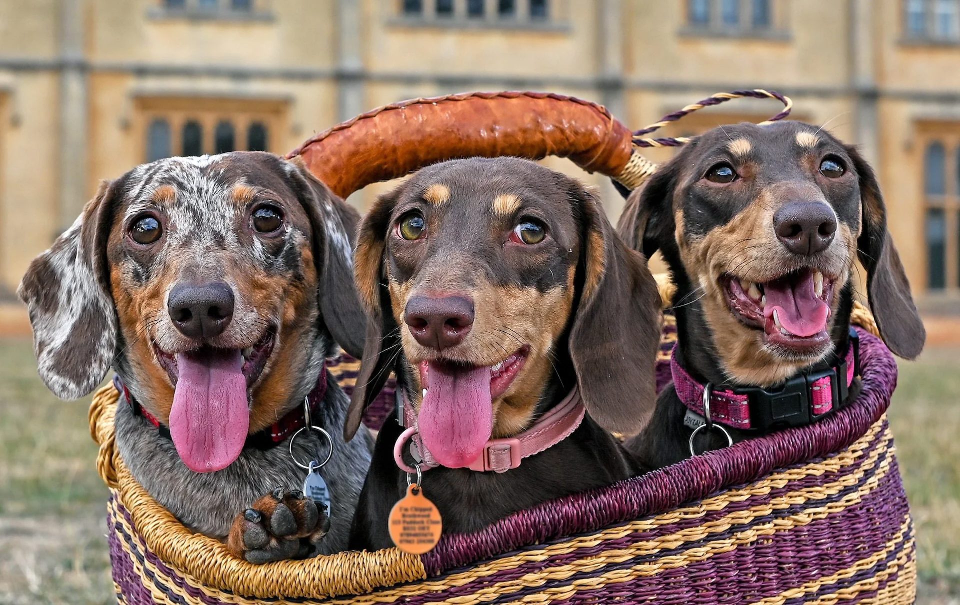 Woodstock Dog Walking Service