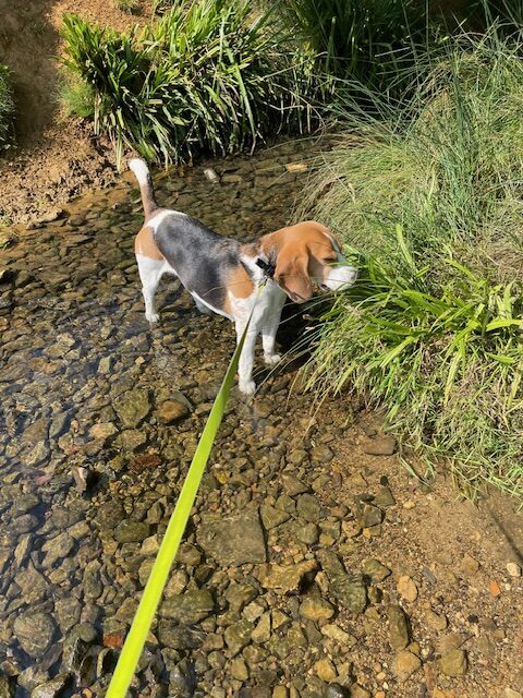 Bollie Woodstock Dog Walking Service