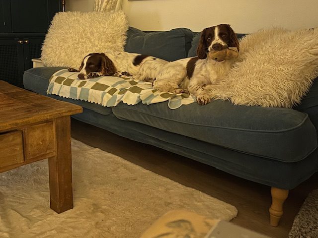 Woodstock Dog Care Woodstock Dog Care